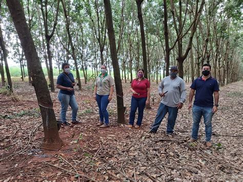 Sindicato Rural E Senar Ms Realizaram Curso De Sangria De Seringueiras