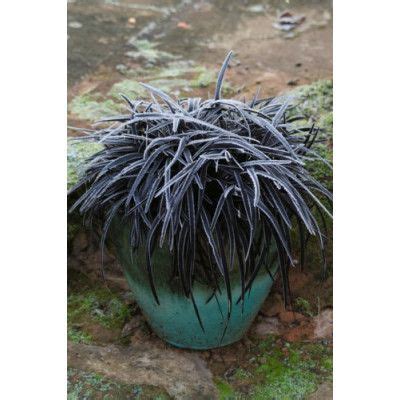 Ophiopogon Nigra Mondo Grass Black