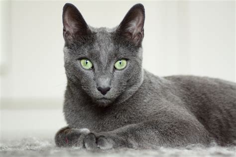 Корат (кошка): фото, описание породы и характер