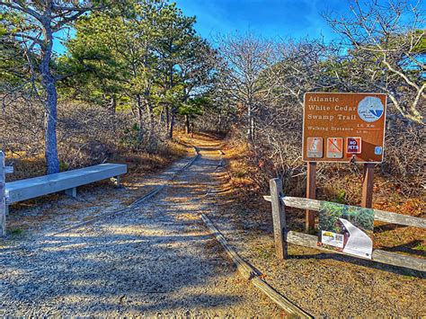 Atlantic White Cedar Swamp Trail In Wellfleet On Cape Cod Cape Cod Blog