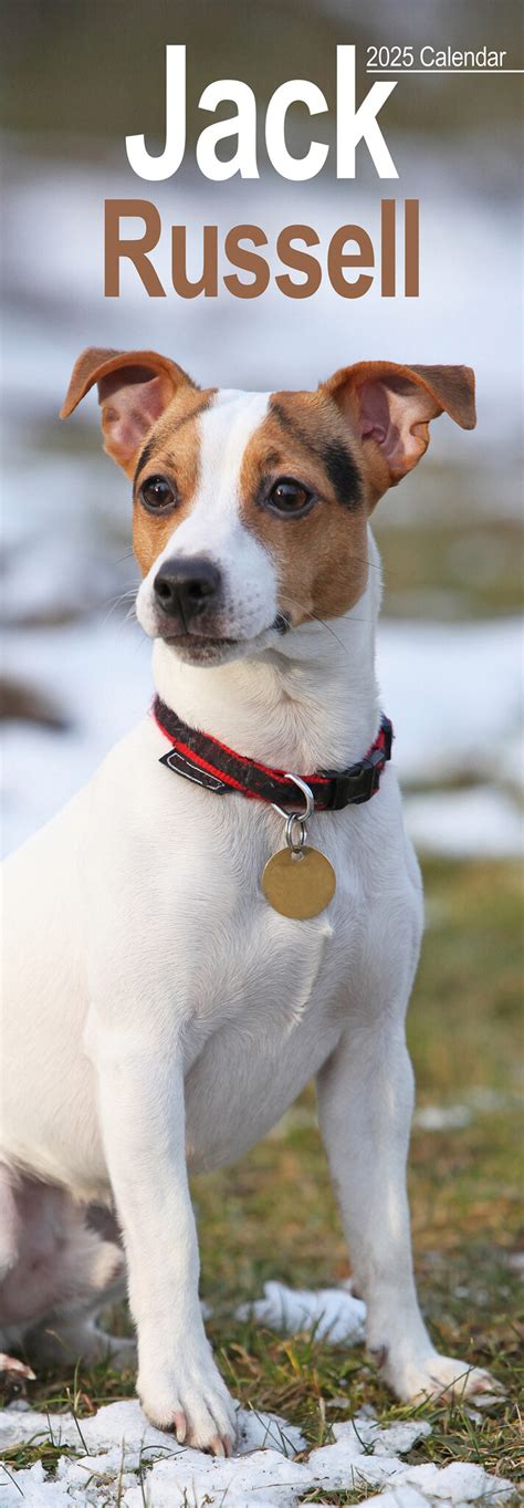 Comprar Jack Russell Terrier Calendario Slimline Pedido En L Nea