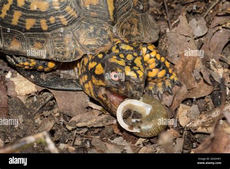 An Eastern Box Turtle Terrapene Carolina Carolina Feeding On A Land