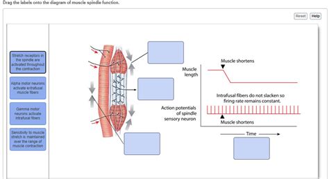 Solved Drag The Labels Onto The Diagram Of Muscle Spindle Chegg