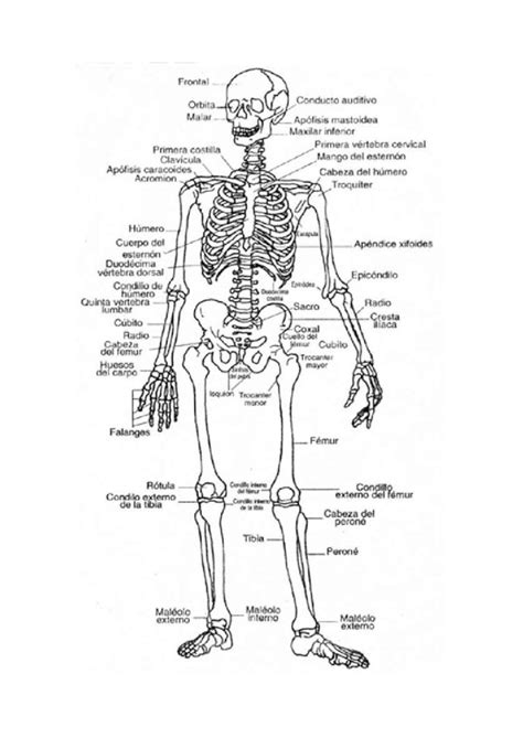 Doc Esqueleto Esquema Dokumen Tips