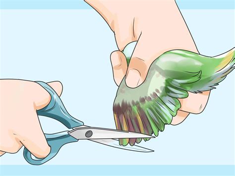 How to Clip a Small Bird's Wings: 13 Steps - wikiHow