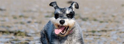 What Are Schnauzer Puppies Worth