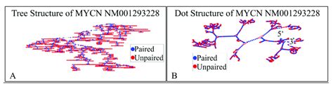 The Predicted Secondary Structure Of The Mycn Nm001293228 Transcript