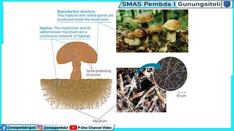 Pert 1 Karakteristik Fungi Jamurpptx