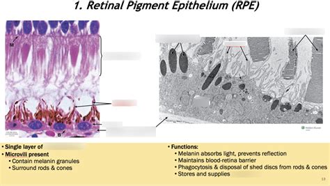 Retinal Pigment Epithelium Diagram | Quizlet