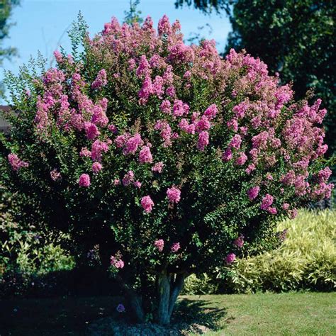 Hopi Crape Myrtles For Sale