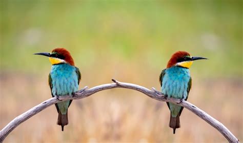 Casal de pássaros comedores de abelha coloridos sentado em um galho na