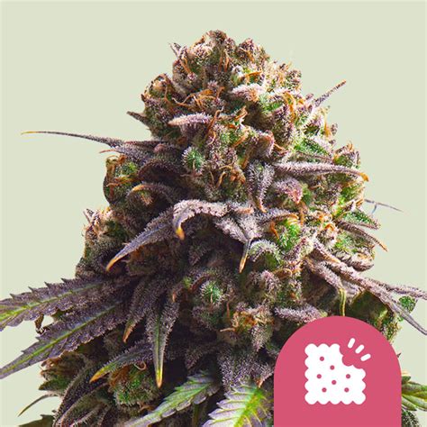 Acheter Graines De Cannabis F Minis Es Biscotti Royal Queen Seeds