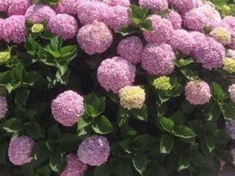 Гортензия Бабл Гам Фото — Картинки фотографии