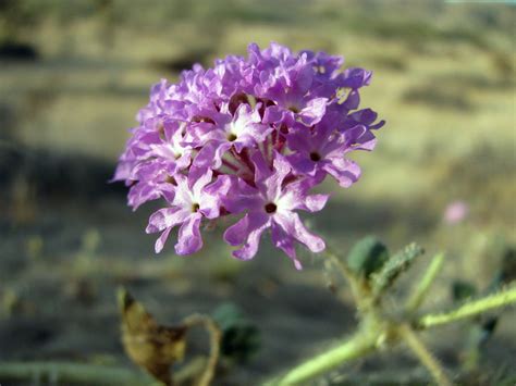 Abronia Villosa Desert Sand Verbena” Wildflowers Of Joshua Tree