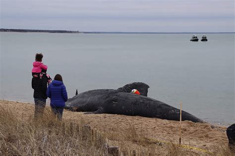 The Complicated Truths About Offshore Wind And Right Whales Wbur News