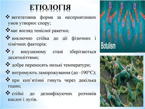 Ботулізм - презентация онлайн