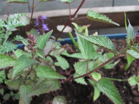 Dropplant Agastache Rugosa After Eight Planten Online Kopen