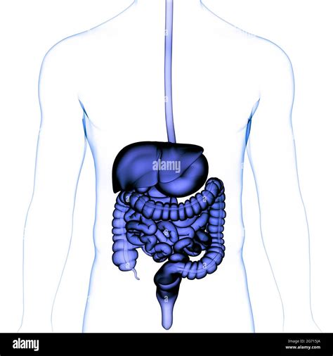 Anatomie Der Menschlichen Verdauungssystem Stockfotografie Alamy