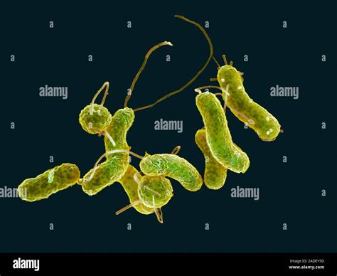 Helicobacter Pylori Bacteria Coloured Scanning Electron Micrograph