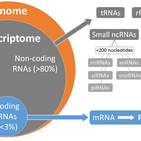 Coding and non-coding RNAs in the human genome. tRNAs, transfert RNAs ...