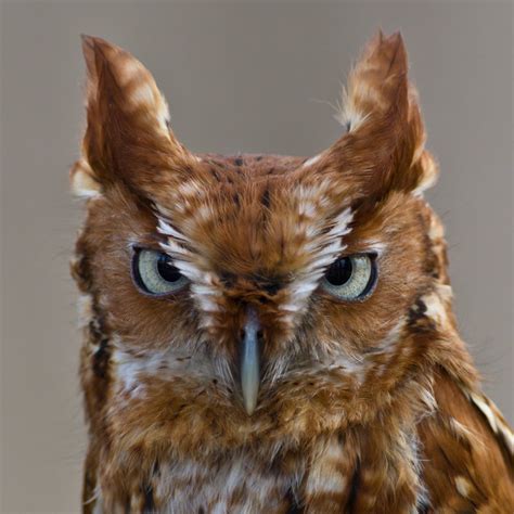 Eyes - Eastern Screech Owl - PentaxForums.com