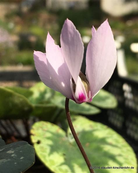 Cyclamen Cilicium B D