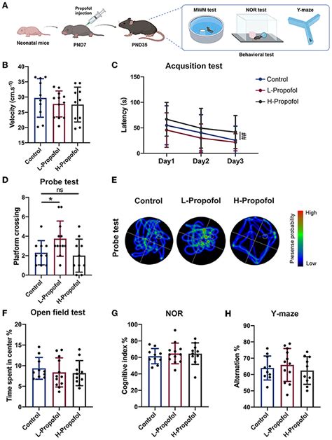 Frontiers Enhanced Hippocampal Neurogenesis Mediated By Pgc