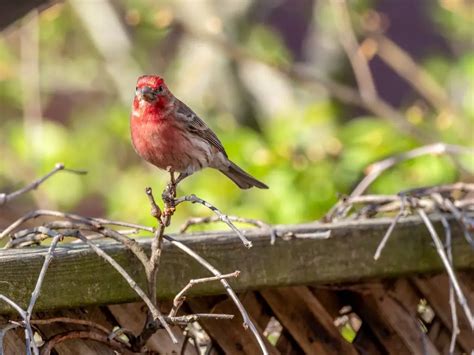 Small Birds With Red Heads Guide Photos