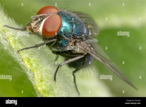 Green Bottle Fly Stock Photo Alamy