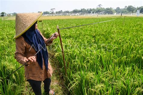 Penurunan Luas Panen Padi Di Indonesia Antara Foto