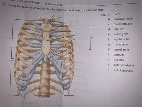 Solved What Is The General Shape Of The Thoracic Cage 21