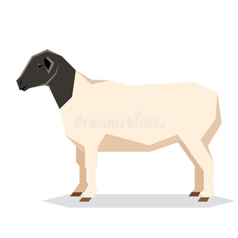 Dorper Sheep Stock Illustrations – 191 Dorper Sheep Stock Illustrations ...