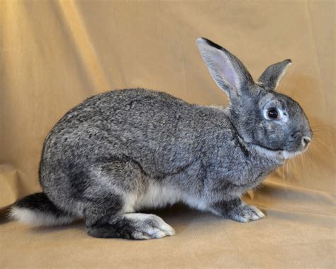 10 Largest Rabbit Breeds In The World With Pictures 2025