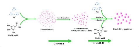 Schematic Diagram Of The Growth Of Agnps Download Scientific Diagram