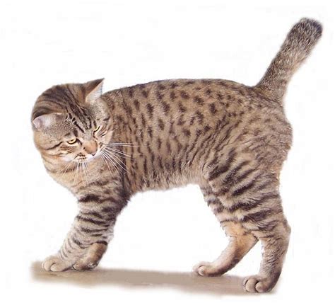 American Bobtail Cat Info Personality Kittens Pictures