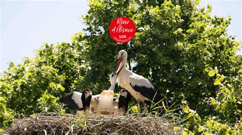Alsatian Culture And Know How Visit Alsace