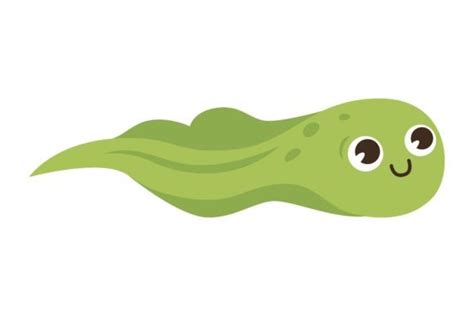 Cute Tadpole Cartoon Character Vector Il Graphic By Pch Vector