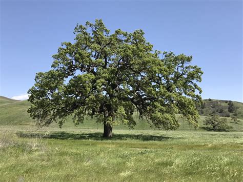 One Of Californias Iconic Tree Species Offers Lessons For Conservation