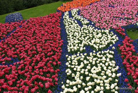 Hillside Tulips Keukenhof Gardens By Bluemidnight Redbubble