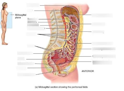 Peritoneum Diagram Quizlet