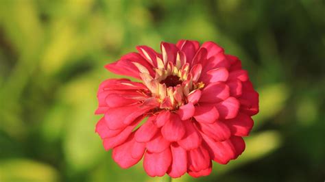 zinnia in the flower garden 10395101 Stock Photo at Vecteezy