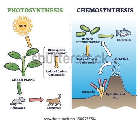 43 Chemosynthesis Images, Stock Photos & Vectors | Shutterstock