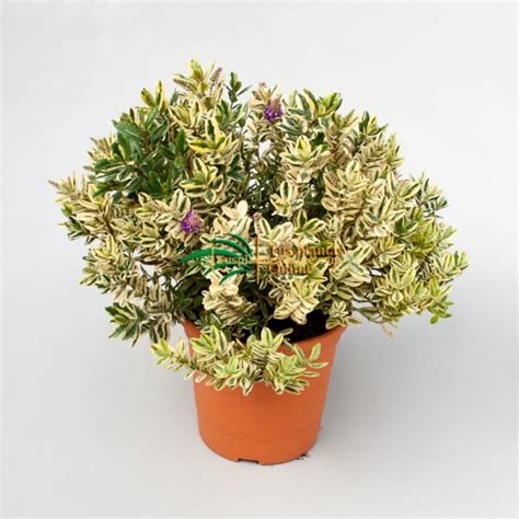 Verónica Hebe Hebe Andersonii Variegata Tusplantasonline