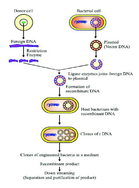 Recombinant Dna Diagram