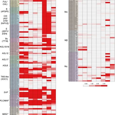 Heat Map Representation Of Brmads Genes In Various Tissues The Tissues