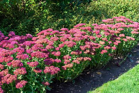 Sedum Plant How To Grow Care For Types Of Sedum Ground