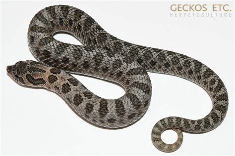 Arsahsbm40 23 Arctic Sable Western Hognose Snake 100 Het Sunburst