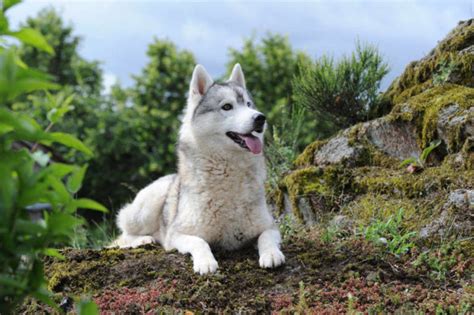 Elevage De Husky Sib Rien Chiots Husky Lof Vendre