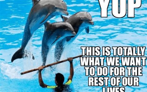 There Is Nothing 'Cute' About Whale and Dolphin Captivity – Here's Why ...