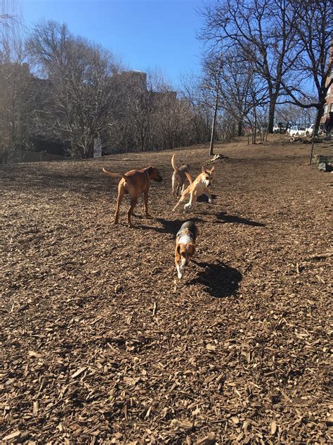 5 Dog Friendly Parks In The Nyc Area